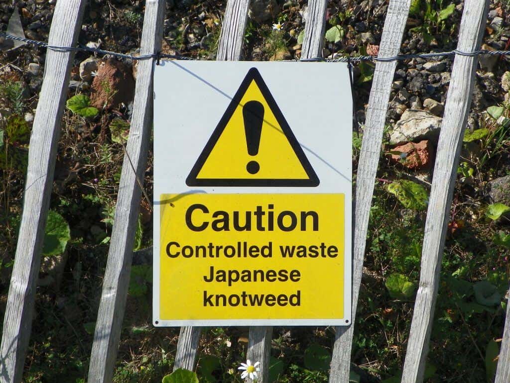 Controlled waste of Japanese knotweed on land and signposted