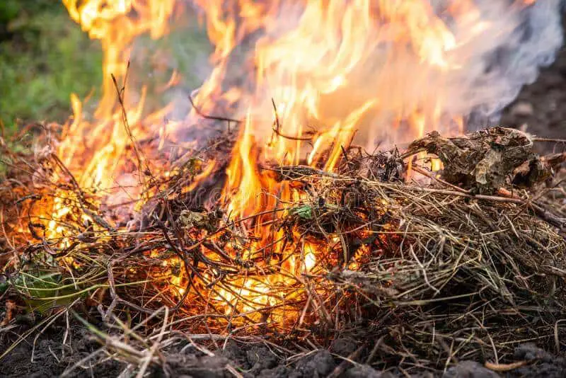 Burning of Japanese knotweed to an ash