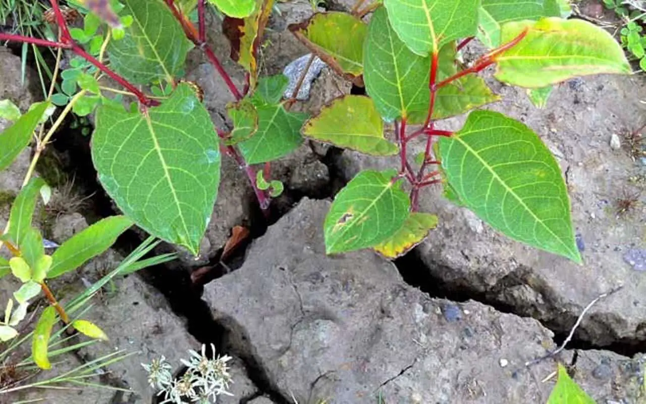 Growth through concrete - one of the common Japanese knotweed myths