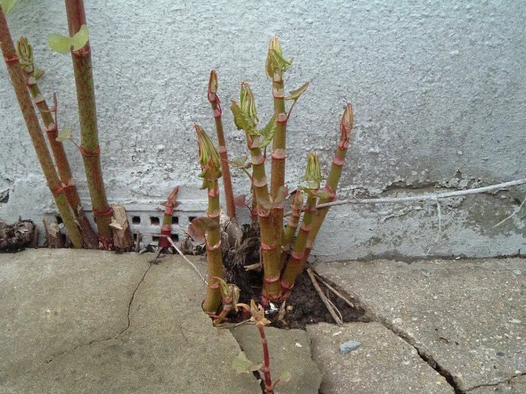 Japanese knotweed growing through the cracks and fissures of concrete