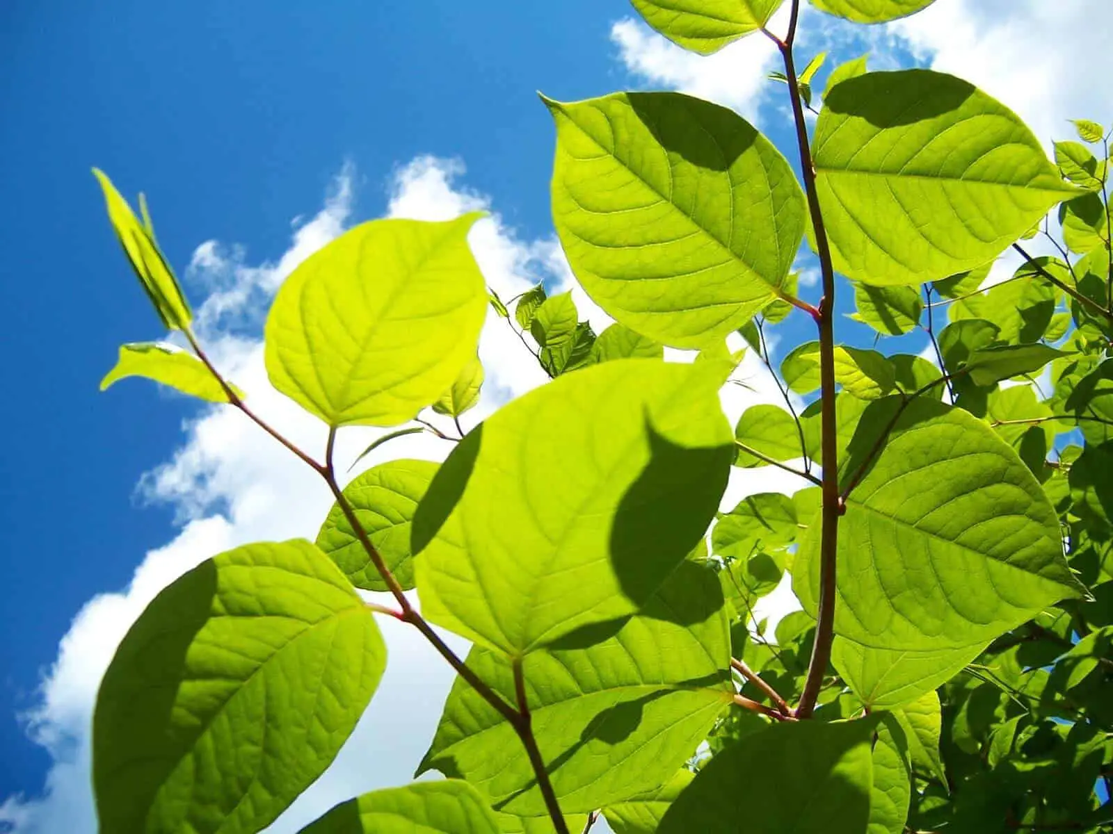 Japanese knotweed in summer and its growth during the warmth of summer