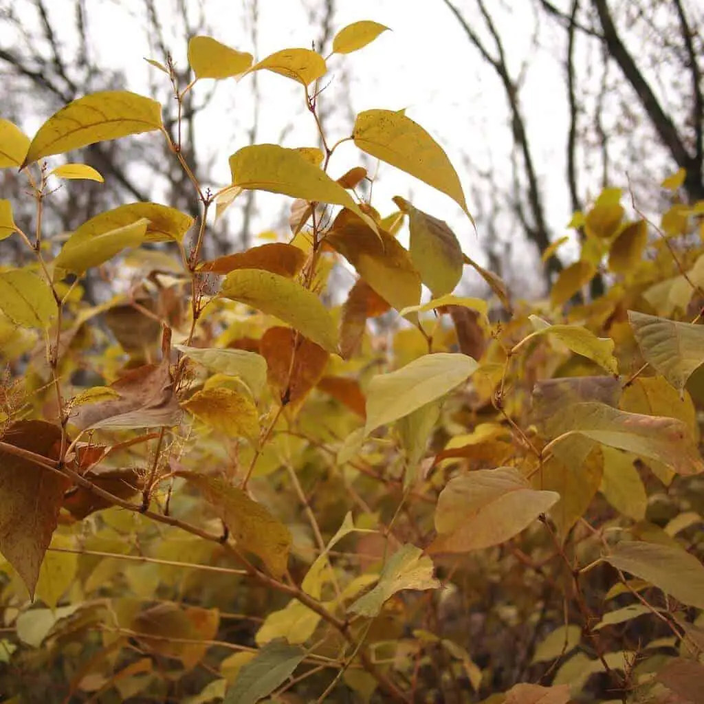 Japanese knotweed in autumn