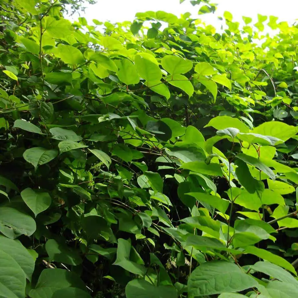 Japanese knotweed in summer - Japanese knotweed identification