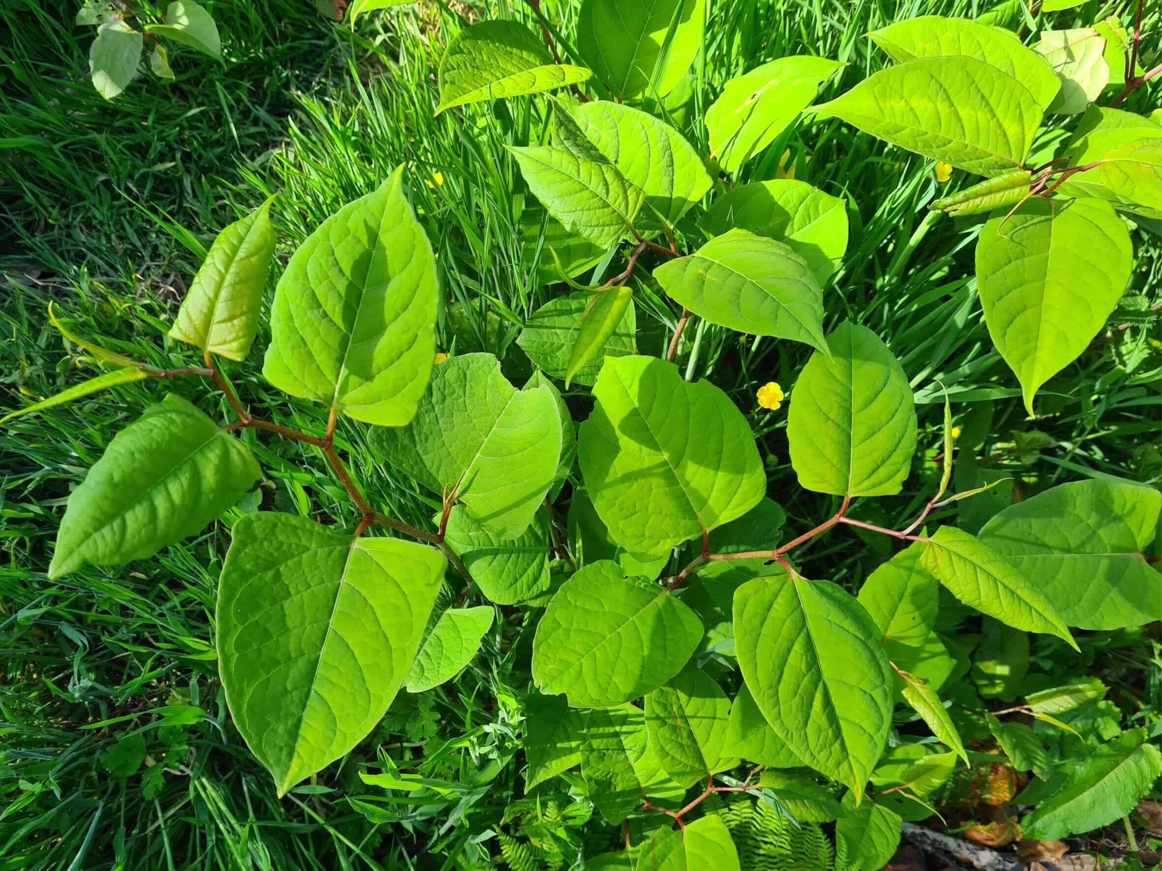 Japanese Knotweed leaves in Summer - clustered and growing