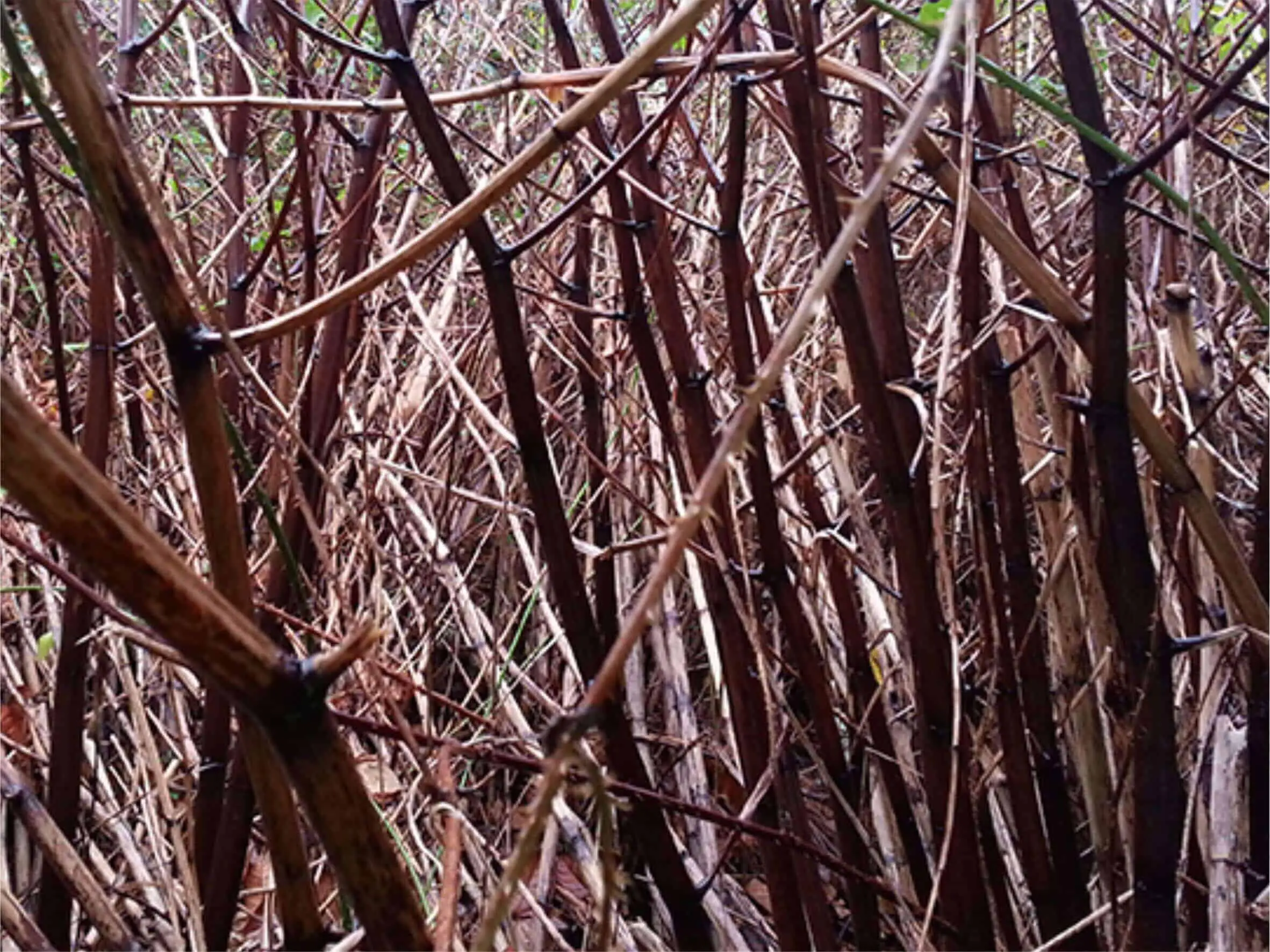 Japanese Knotweed stems dying and turning brown in Winter