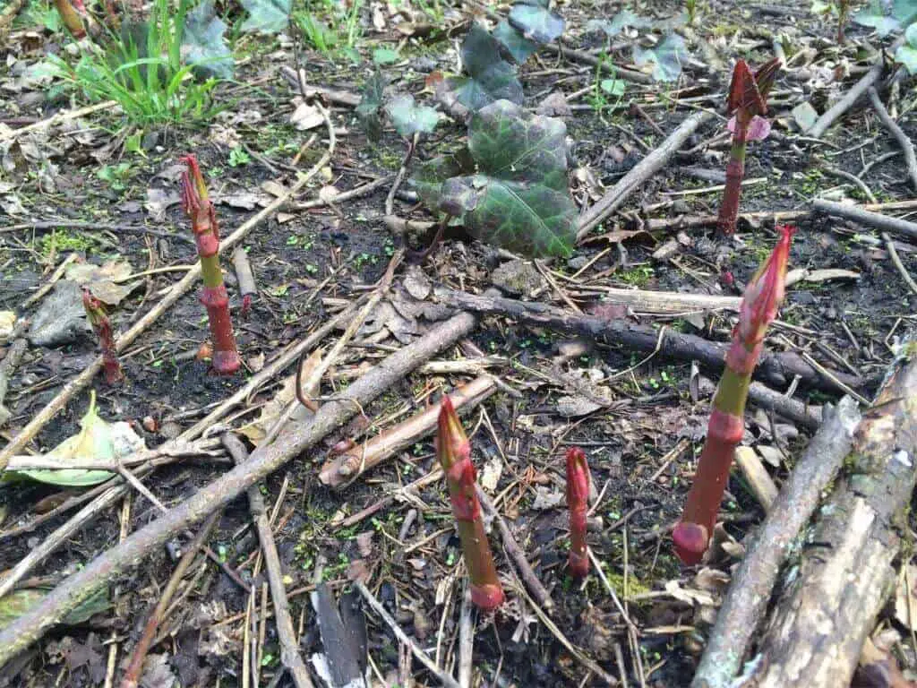 Japanese Knotweed new shoots growing in spring