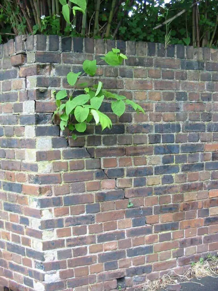 knotweed growing through a cracked wall
