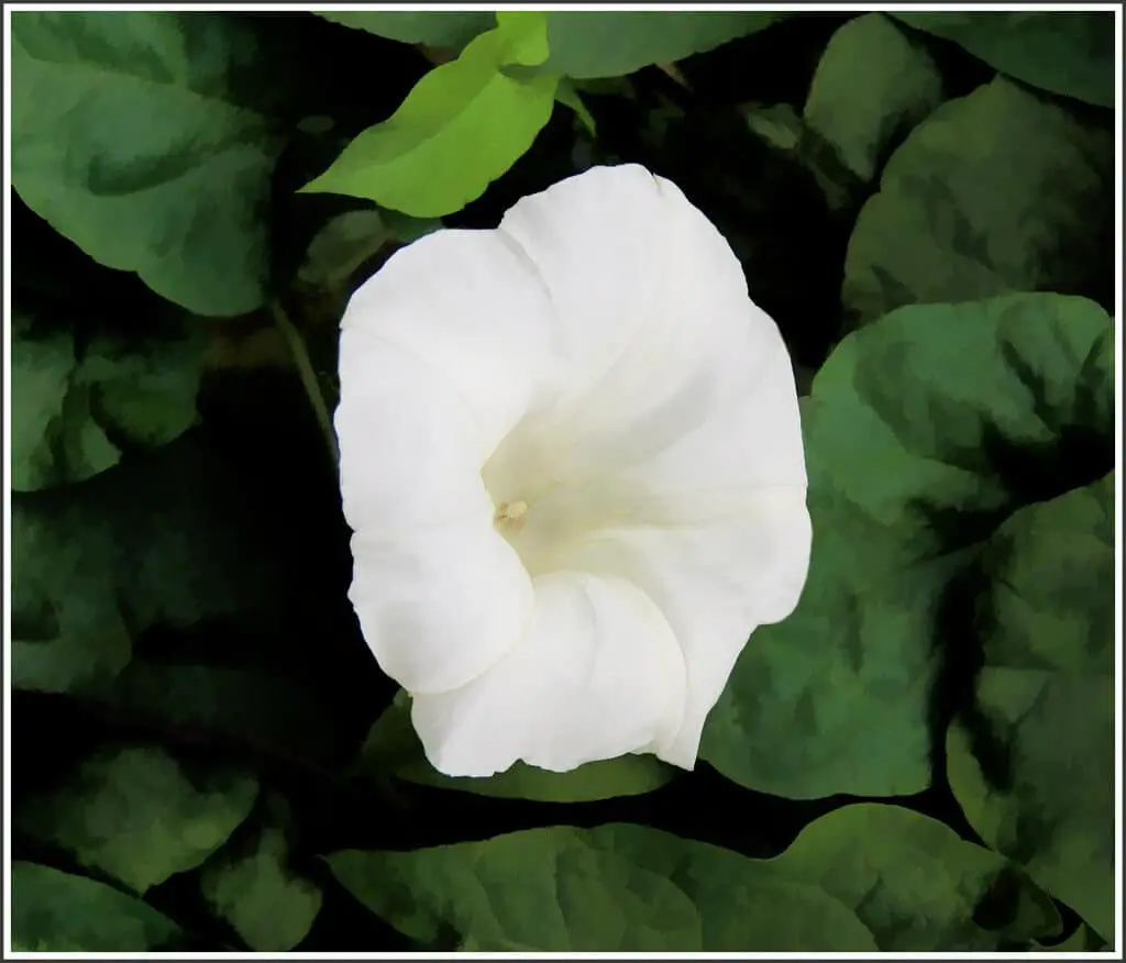 Bindweed climbs with strong twining stems and has large heart-shaped leaves and large white trumpet flowers.