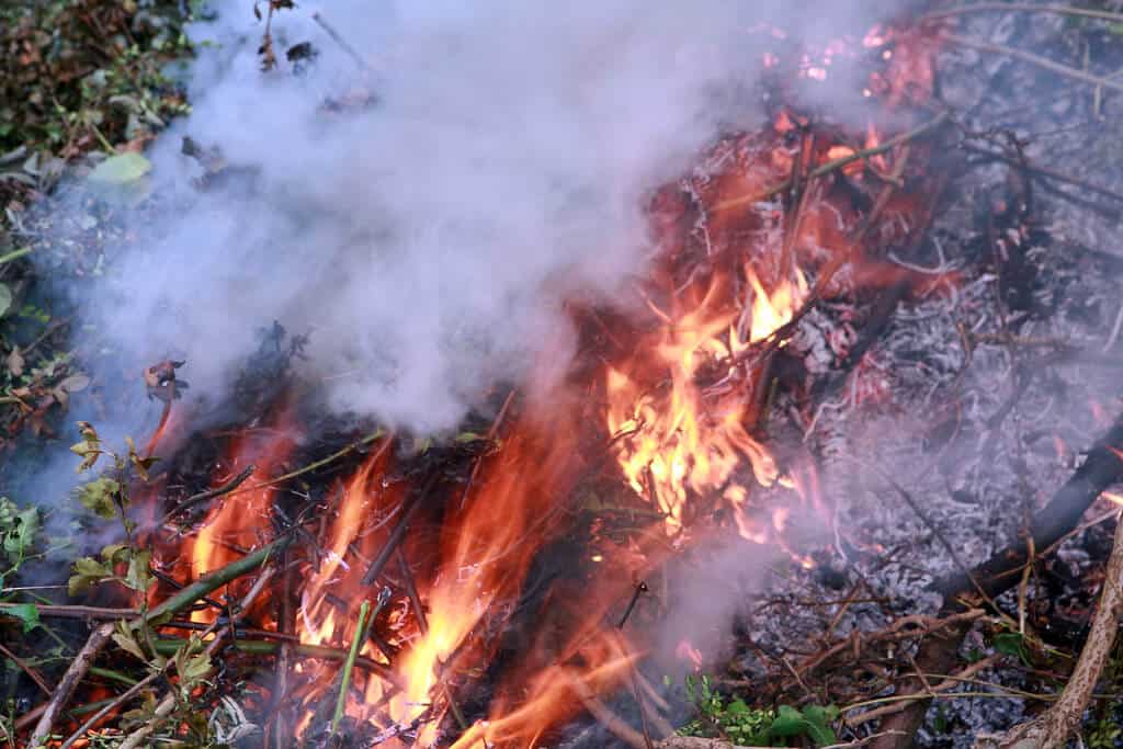 How to get rid of Japanese knotweed by burning it to ash