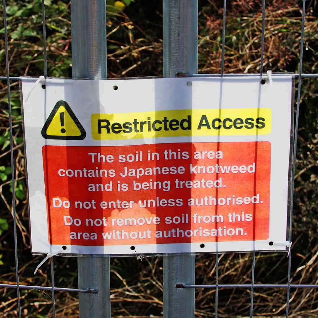 Restricted access due to contaminated area with Japanese knotweed