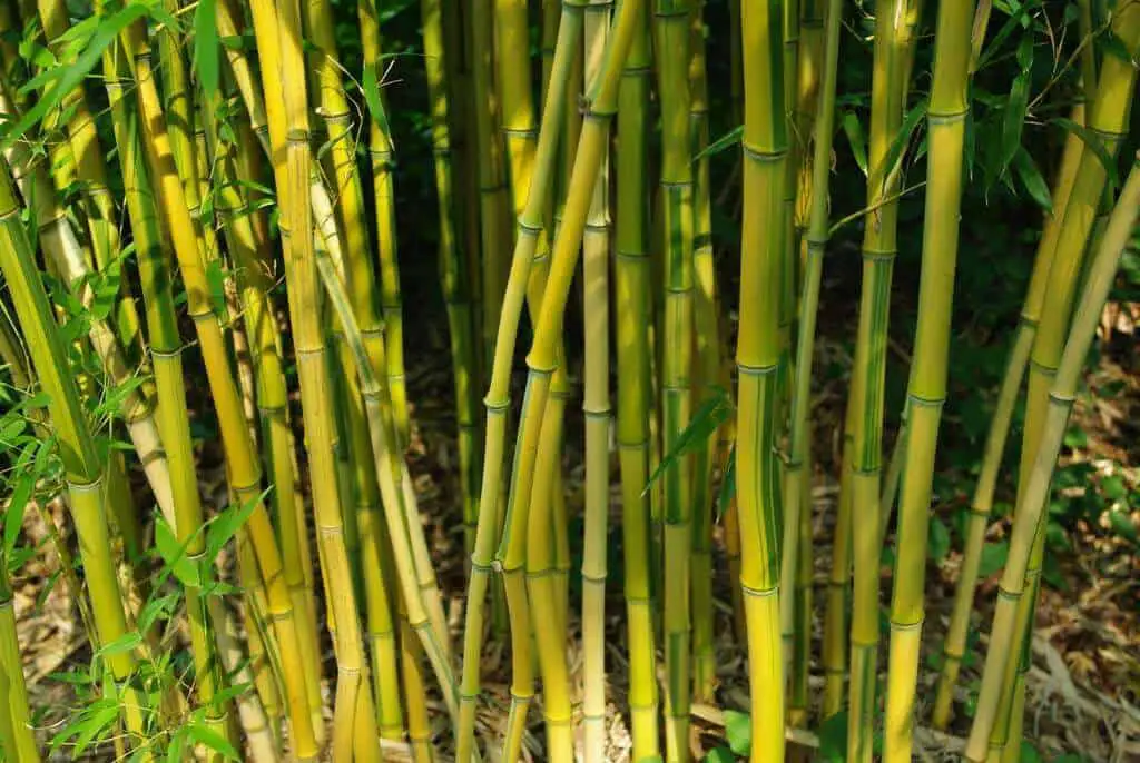 Bamboo stems similar to Japanese Knotweed