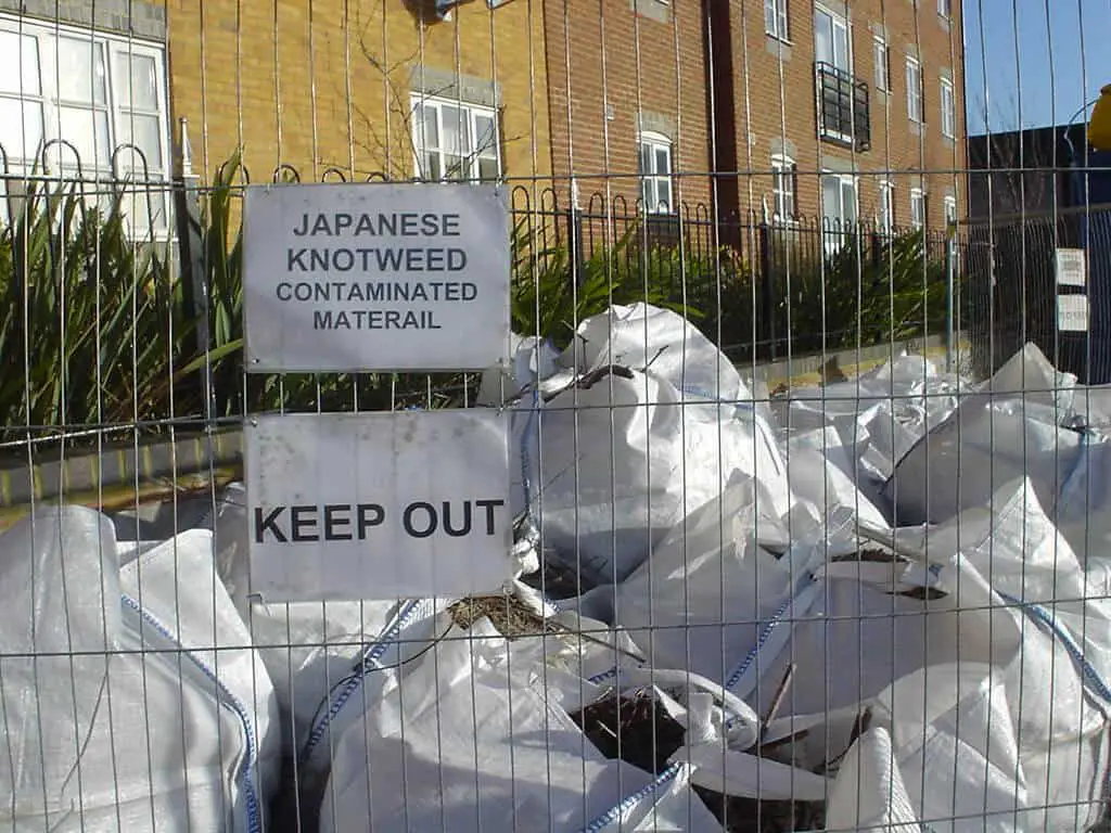 Contaminated Japanese knotweed material ready for disposal