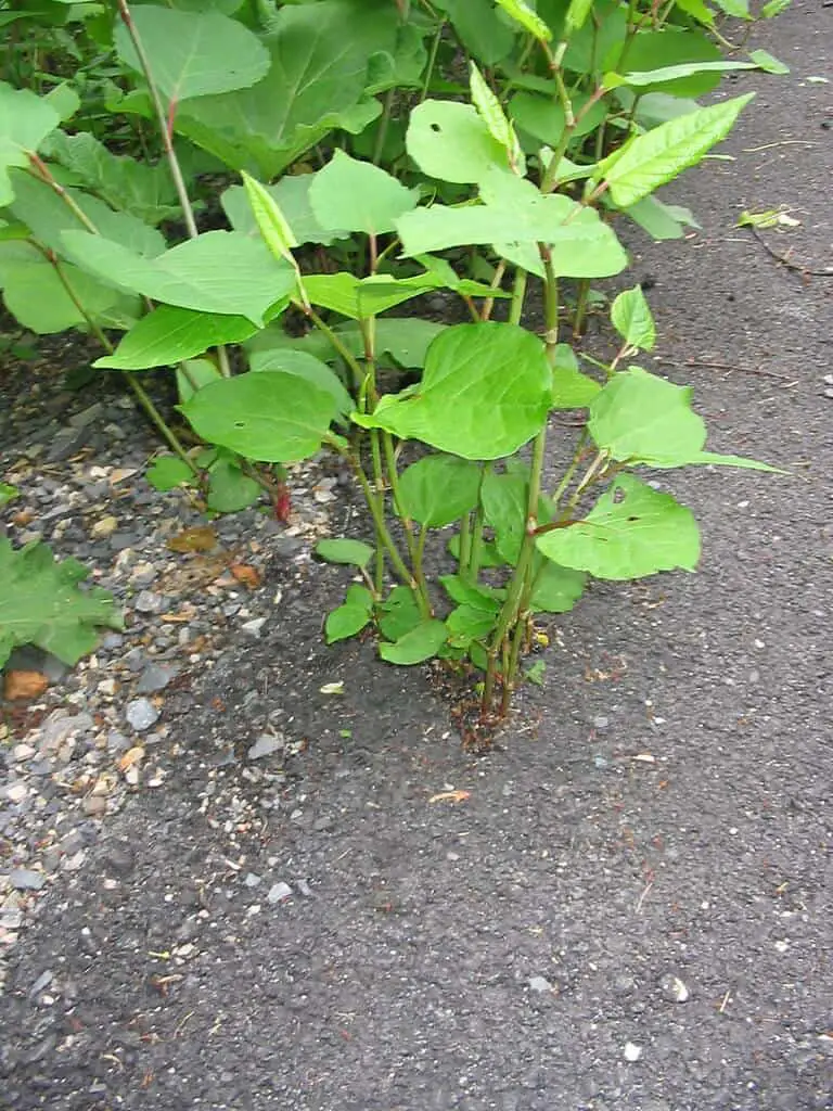 Damage to outside path from Japanese knotweed