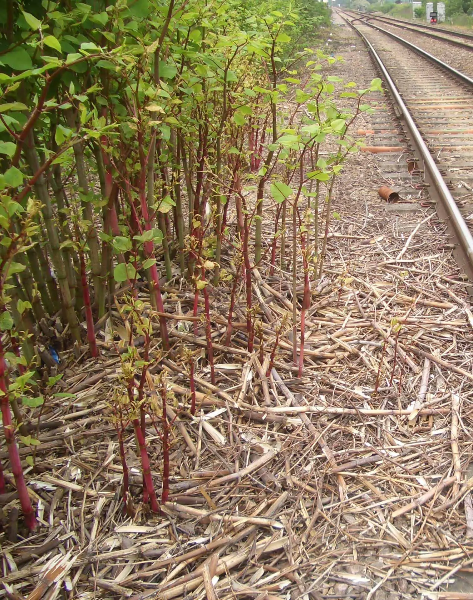 Japanese knotweed actively growing on the embankments of a railway track