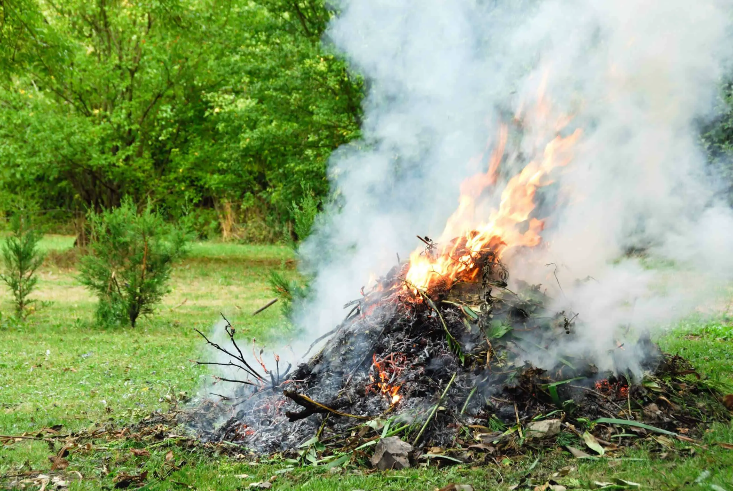 Removing Japanese knotweed by burning to ash before removal off your property