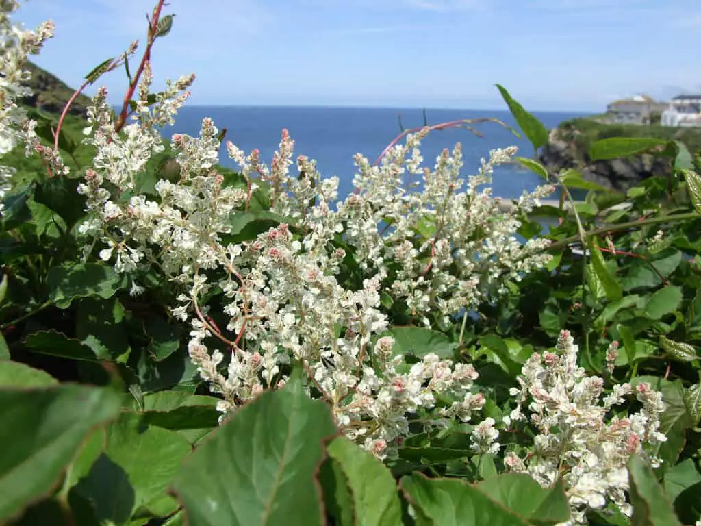 Russian Vine can be mistaken for Japanese Knotweed