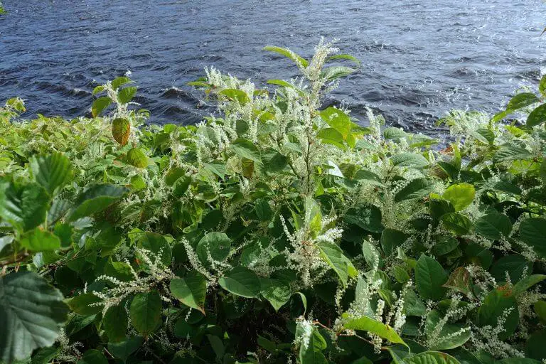 What Are the Dangers of Japanese Knotweed to the Environment?