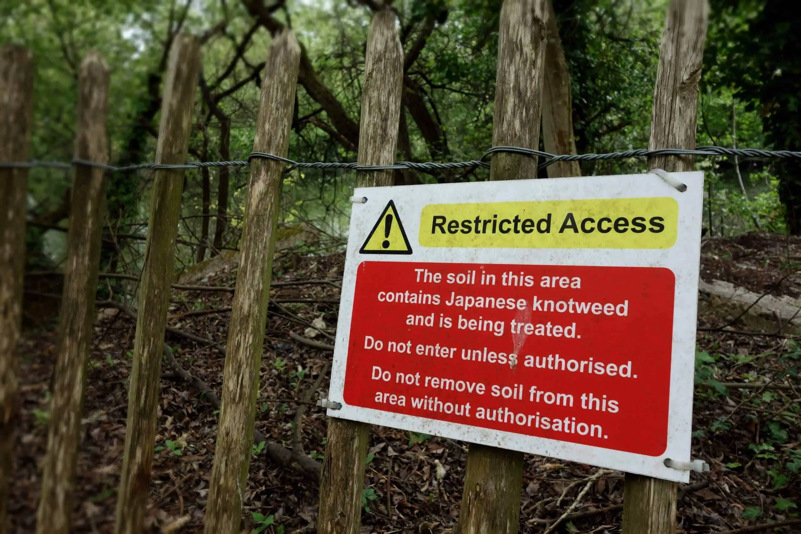 An area being treated for Japanese knotweed which is to be isolated