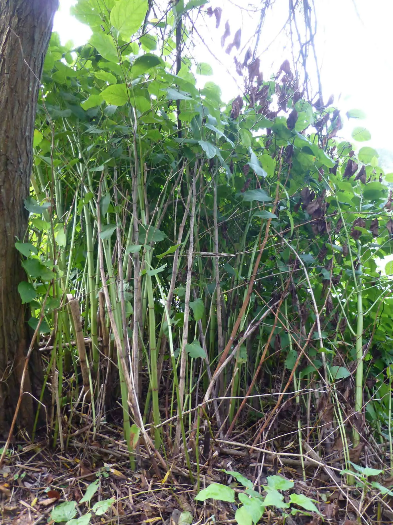 Japanese knotweed in April growing up to 3m by the end of summer