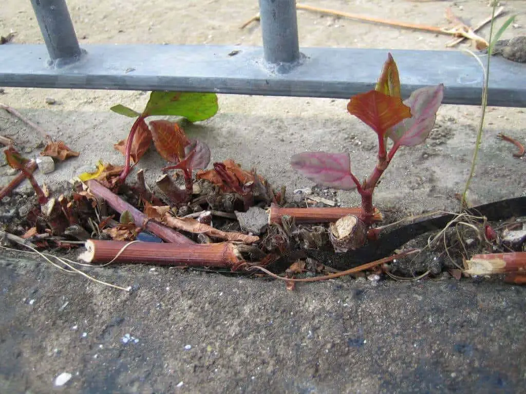 As soon as a gap appears Japanese knotweed damage will escalate