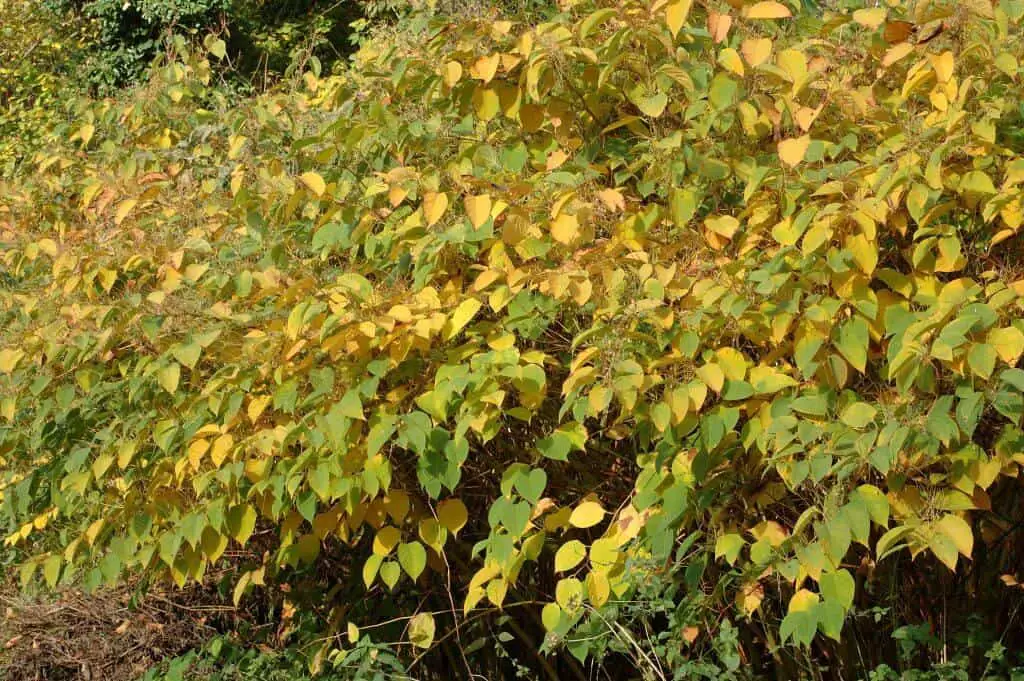 As summer ends, Japanese knotweed in autumn starts dying back and the leaves turn yellow