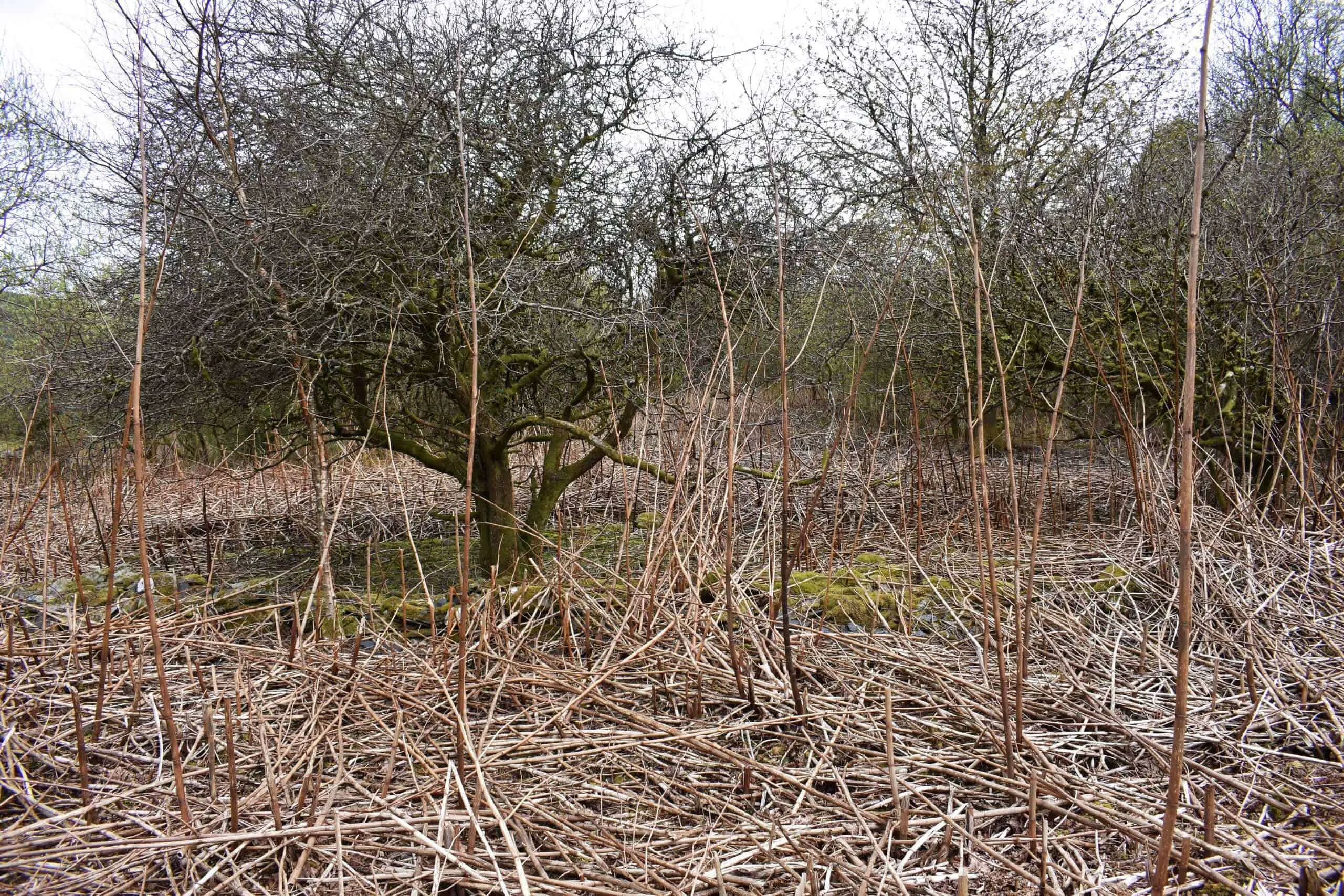 Japanese knotweed in winter dies back but leaves its distinguishable brown hollow stems littered in the area it has occupied ready for the following season