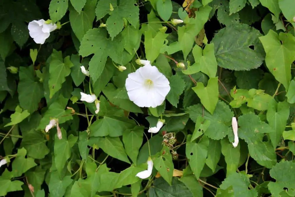 Bindweed is just one of many plants mistaken for Japanese knotweed