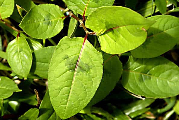 How do you kill Chinese Knotweed?