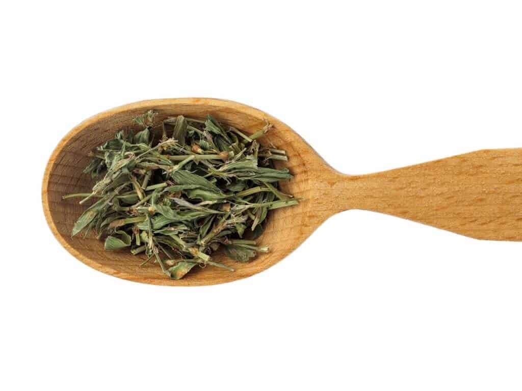 Dry knotweed or Polygonum aviculare on a wooden spoon and used within Chinese medicine