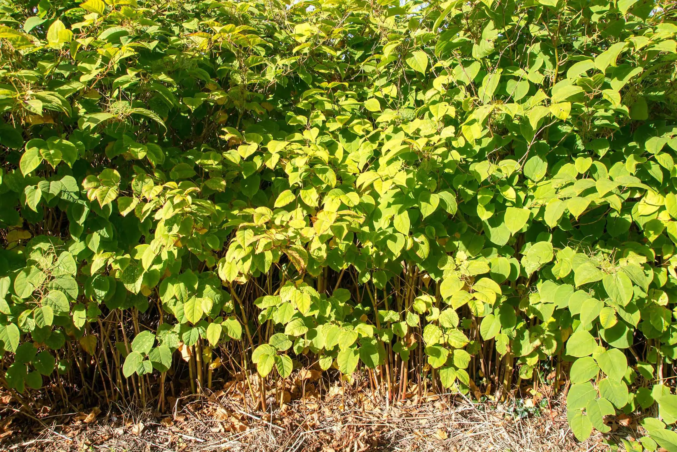 During the summer months, Japanese knotweed will excel by growing up to 10cm a day