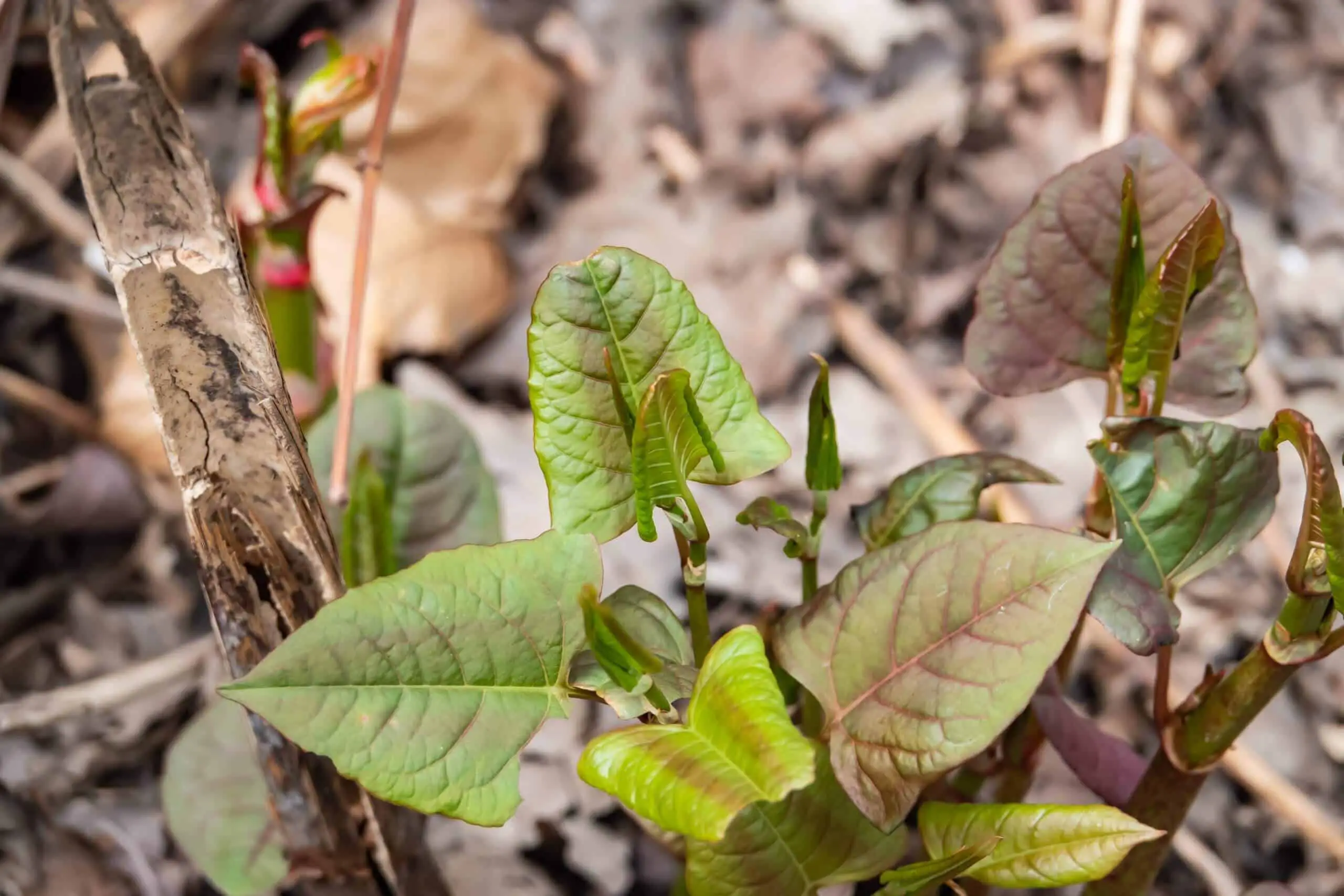 Early growth of Japanese knotweed in spring with new shoots and leaves growing