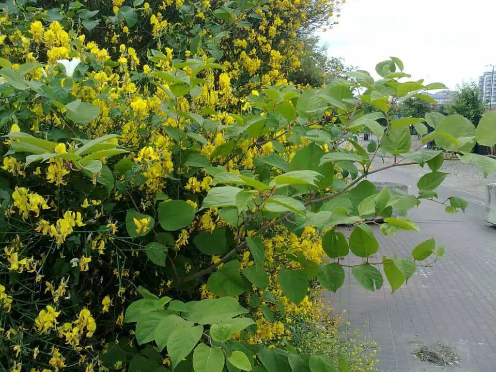 Removing Japanese knotweed off your property is essential to avoid devaluing your property