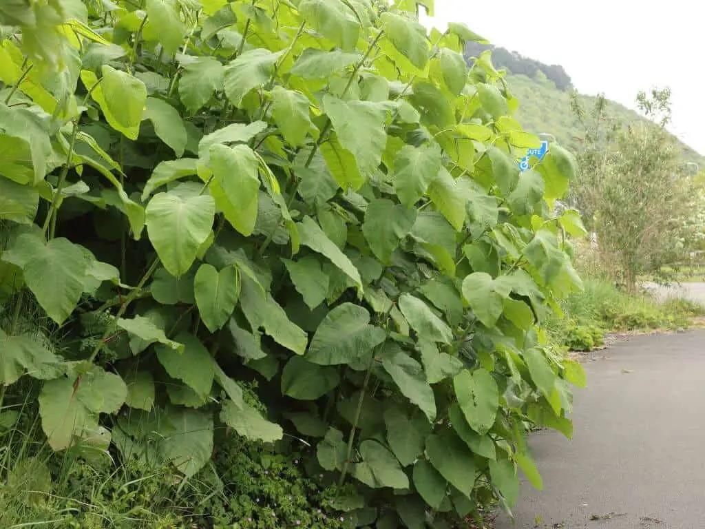 Japanese knotweed can cross boundaries and cause legal disputes between property owners
