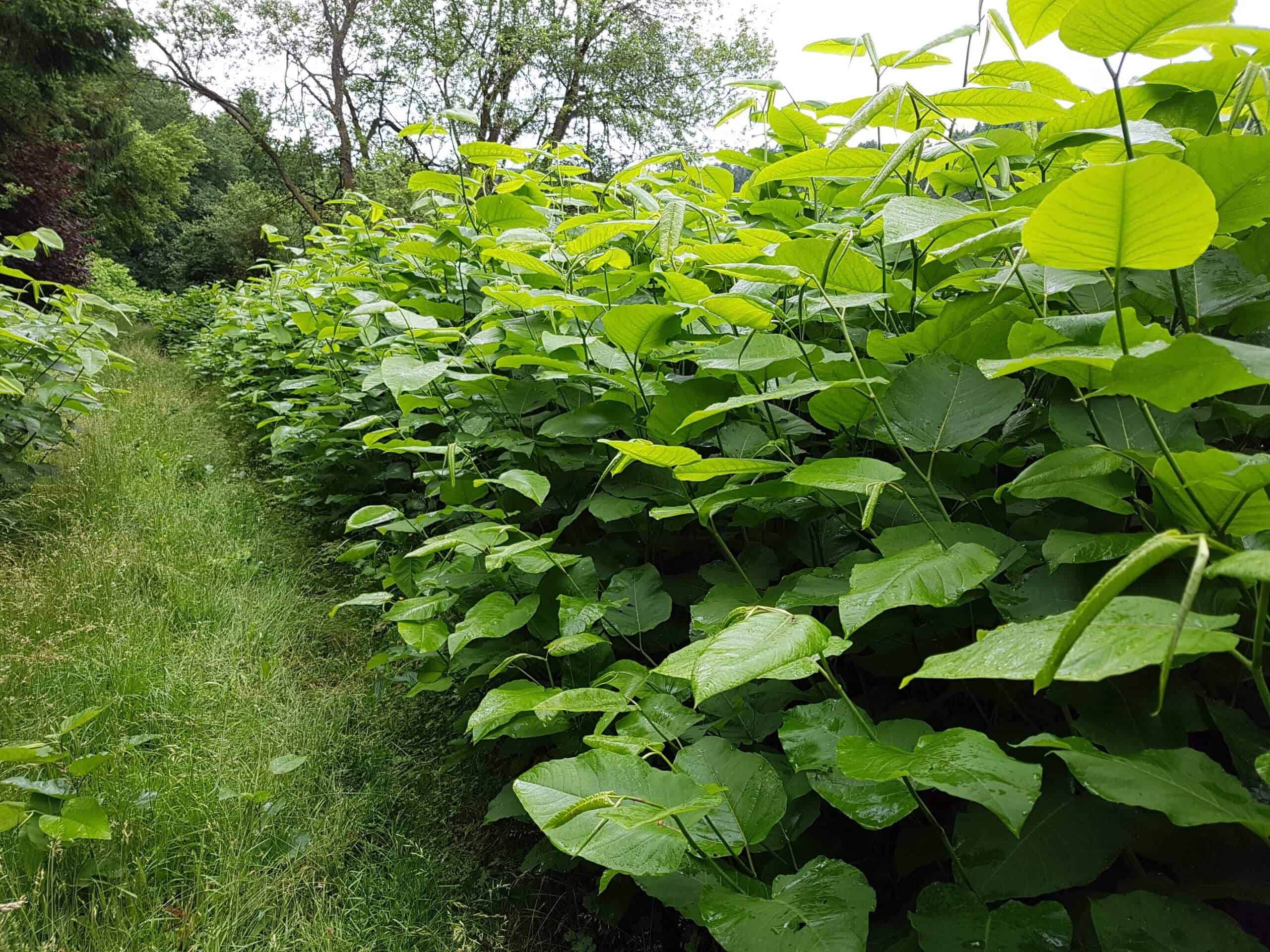 How do I know if I have Japanese knotweed is becoming easier to spot due to its dominance over other plant species?