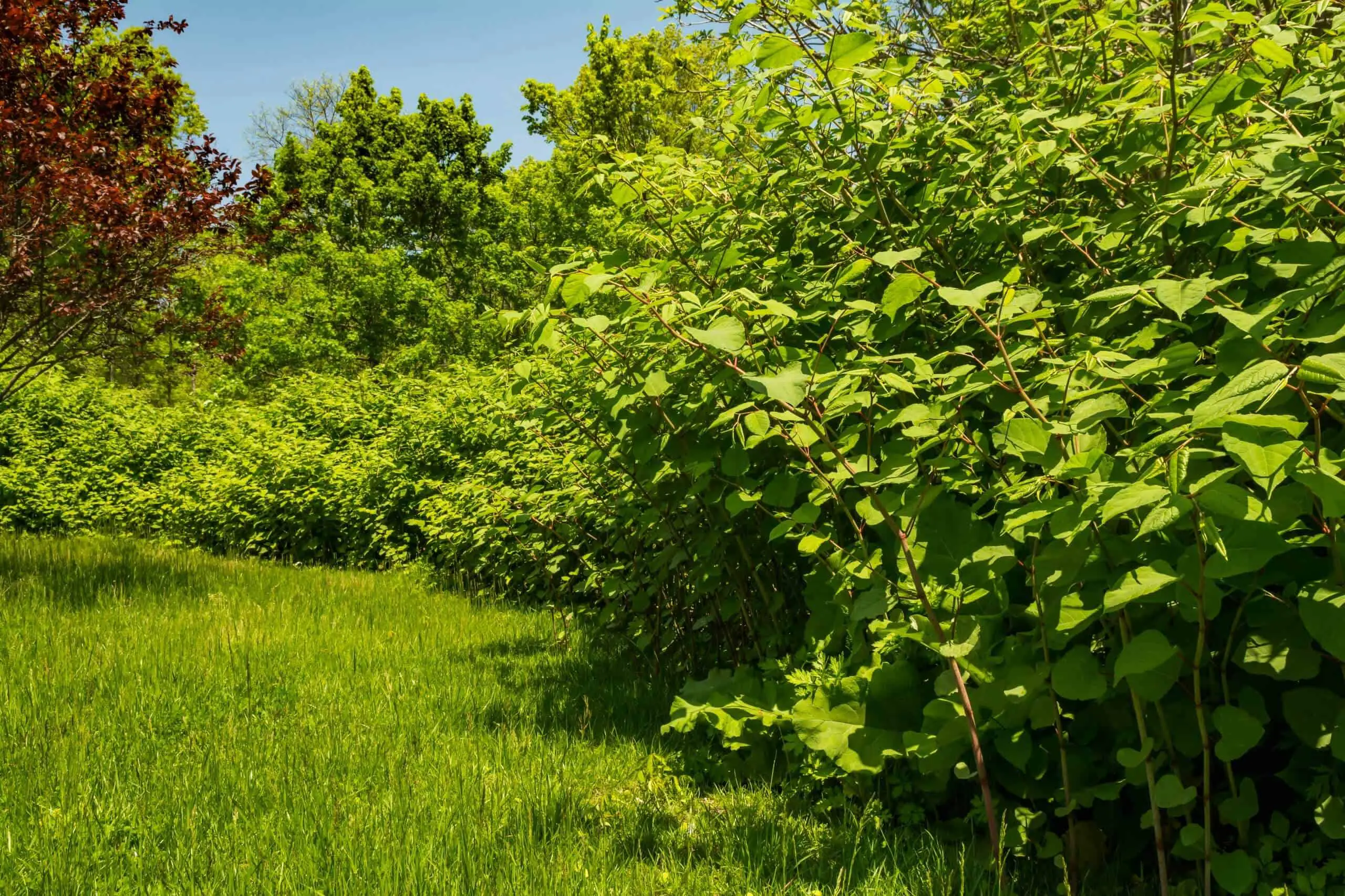 How fast does Japanese knotweed grow in your garden is worry for all property owners