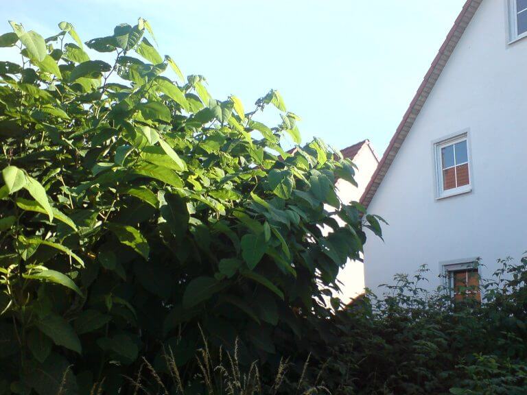 What do I do if I have Japanese knotweed in your garden