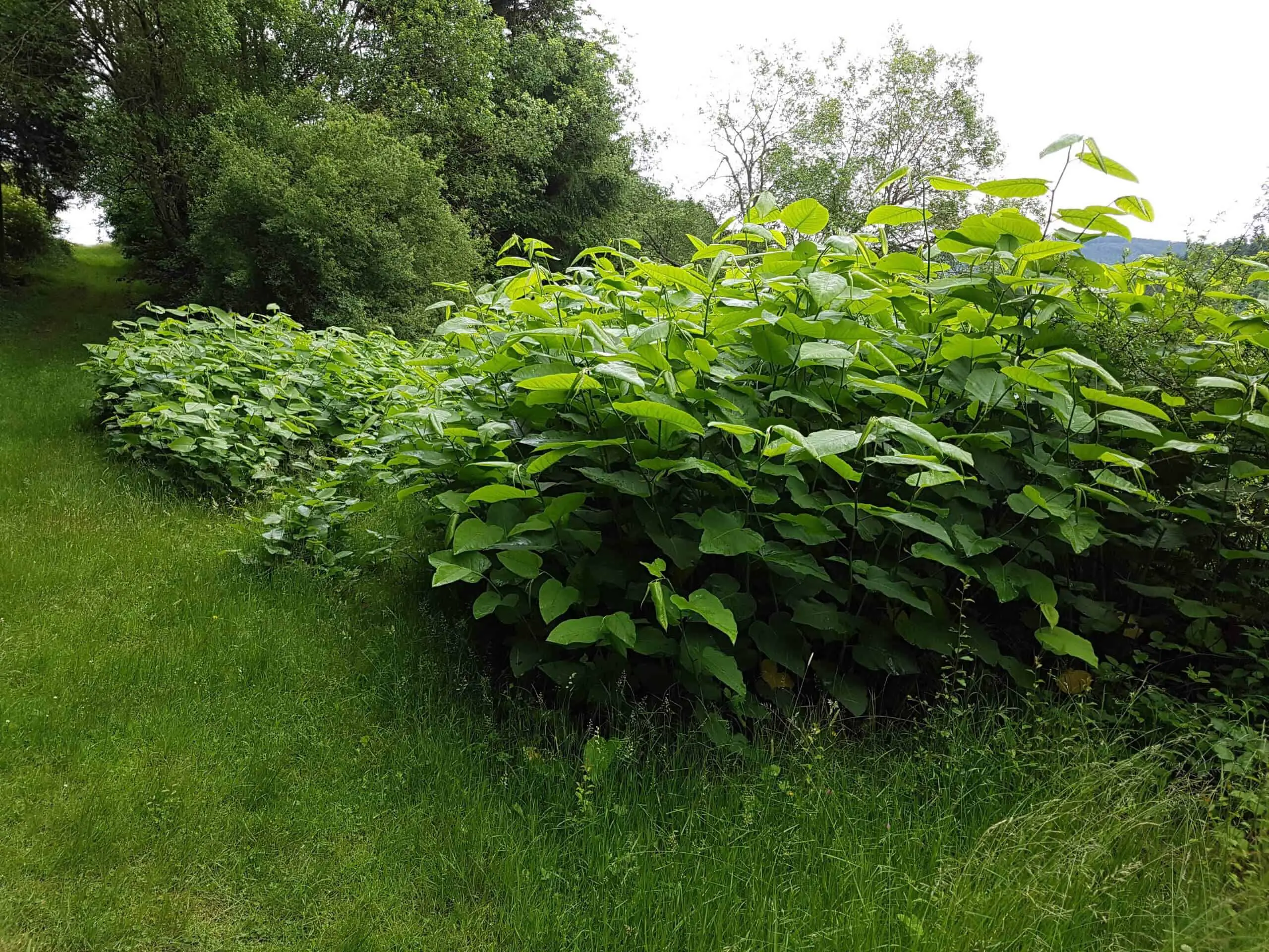 If the neighbour has Japanese knotweed on the property, they have a legal obligation to stop it from spreading to yours