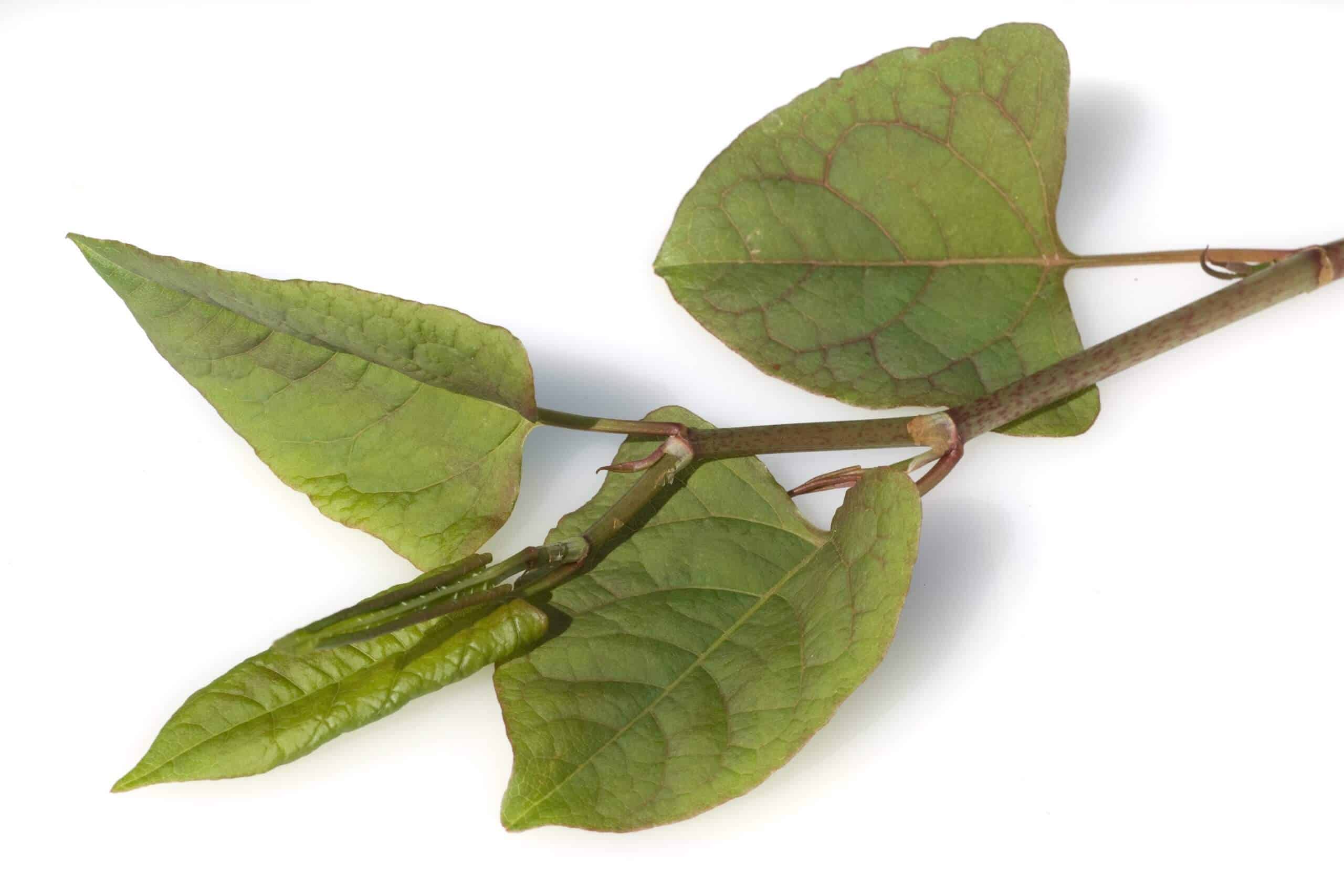 Japanese Knotweed leaf and stem anatomy