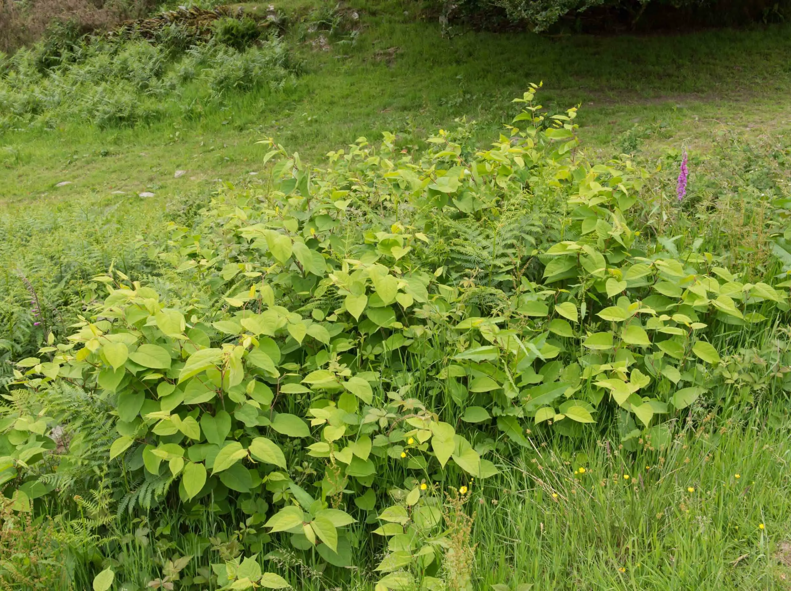 Japanese knotweed in April begins spreading and growing aggressively within any property