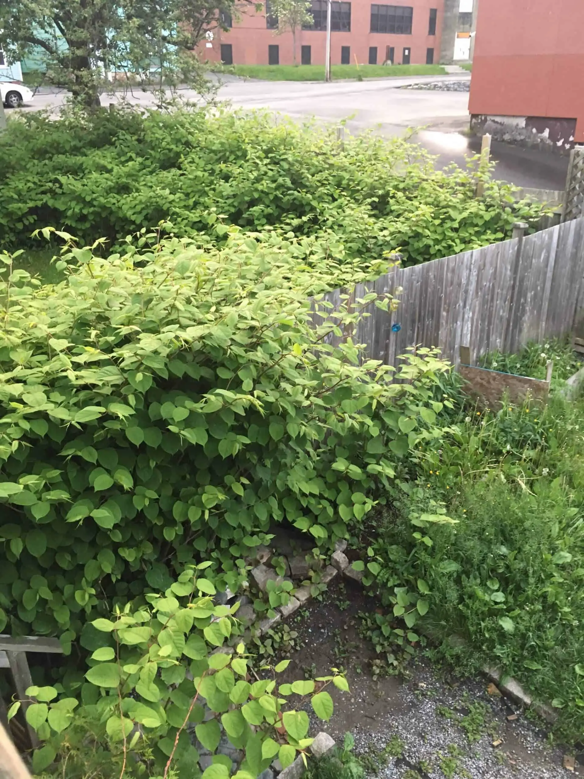 Japanese knotweed can cross boundaries and cause legal disputes between property owners scaled