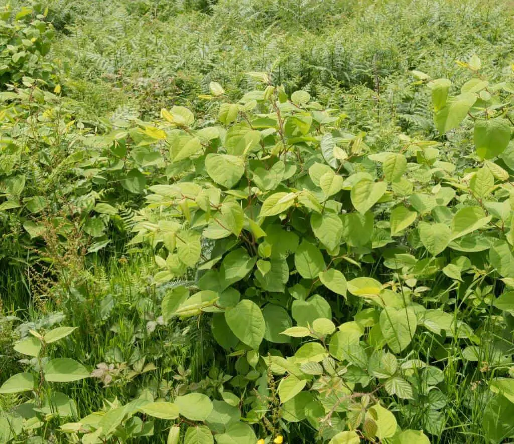 Japanese knotweed in April can grow and cover large areas as this is its optimum time before flowering in summer