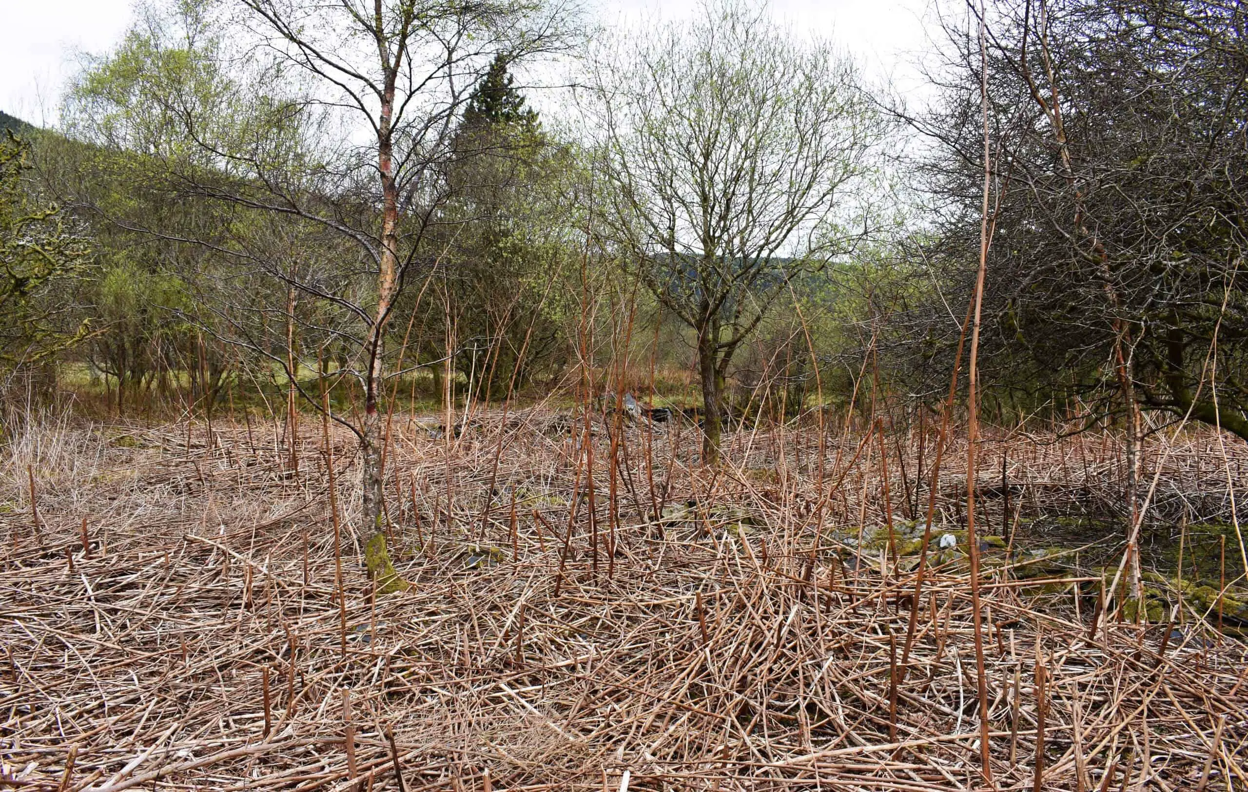 Identify Japanese knotweed in winter dies right-back but is not dead as the rhizomes stay alive for years