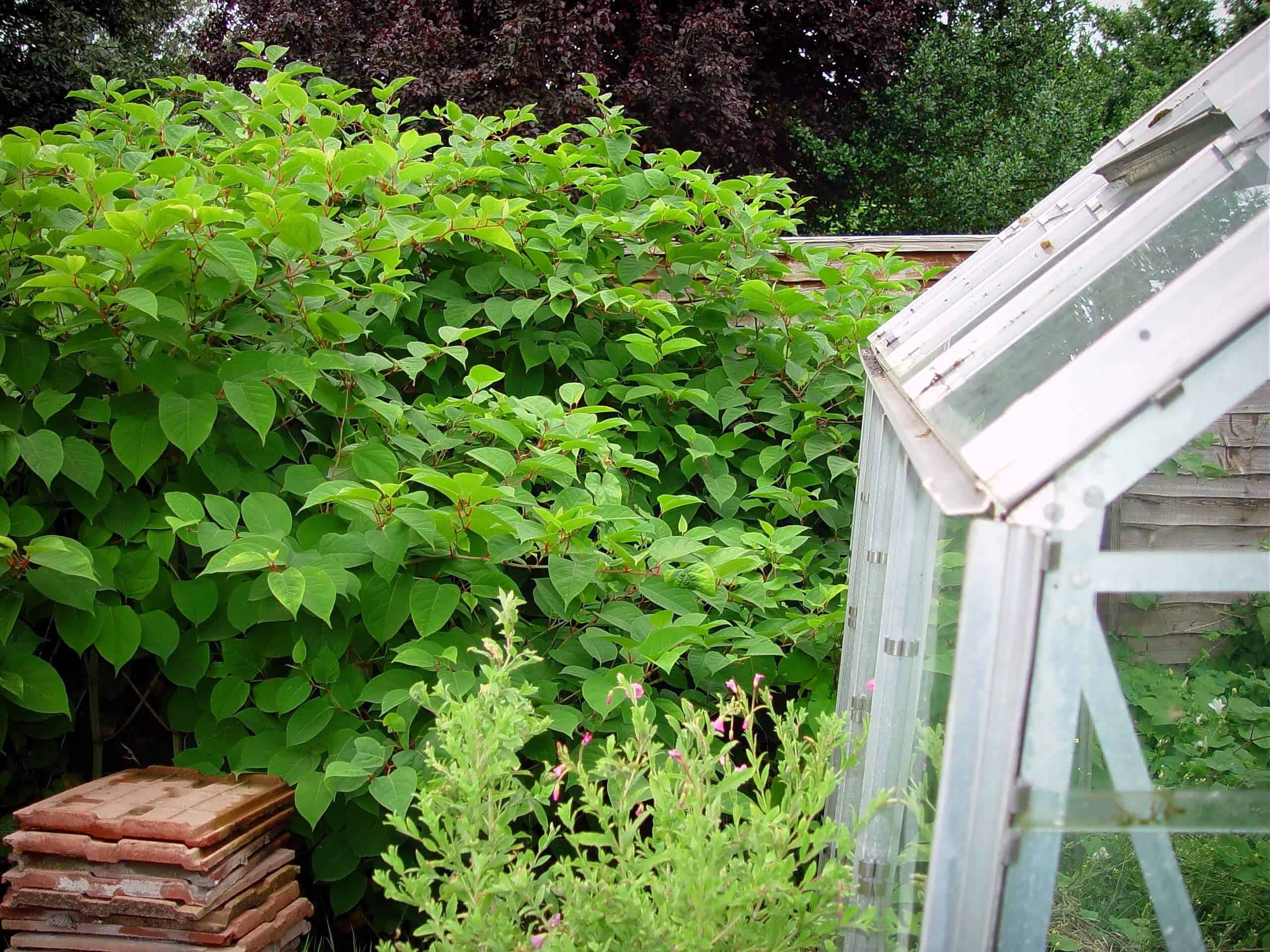 Japanese knotweed easily spreads into your neighbour's property