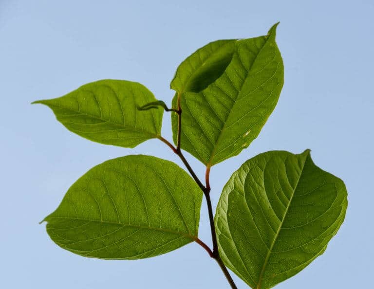 How to Identify Japanese Knotweed – An In-depth Guide