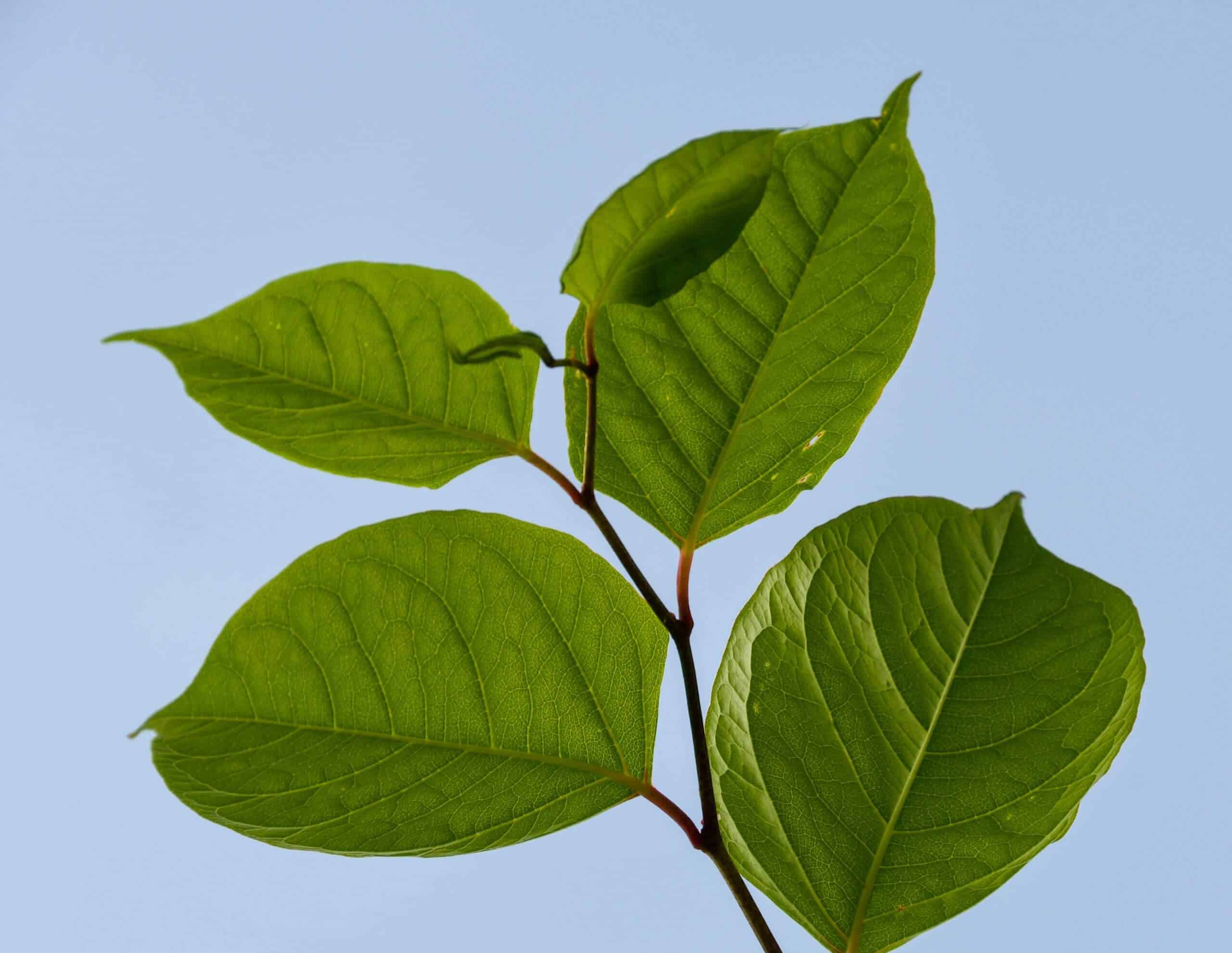 Japanese knotweed identification can cause confusion for those unaware of how many other plants it can be mistaken for scaled