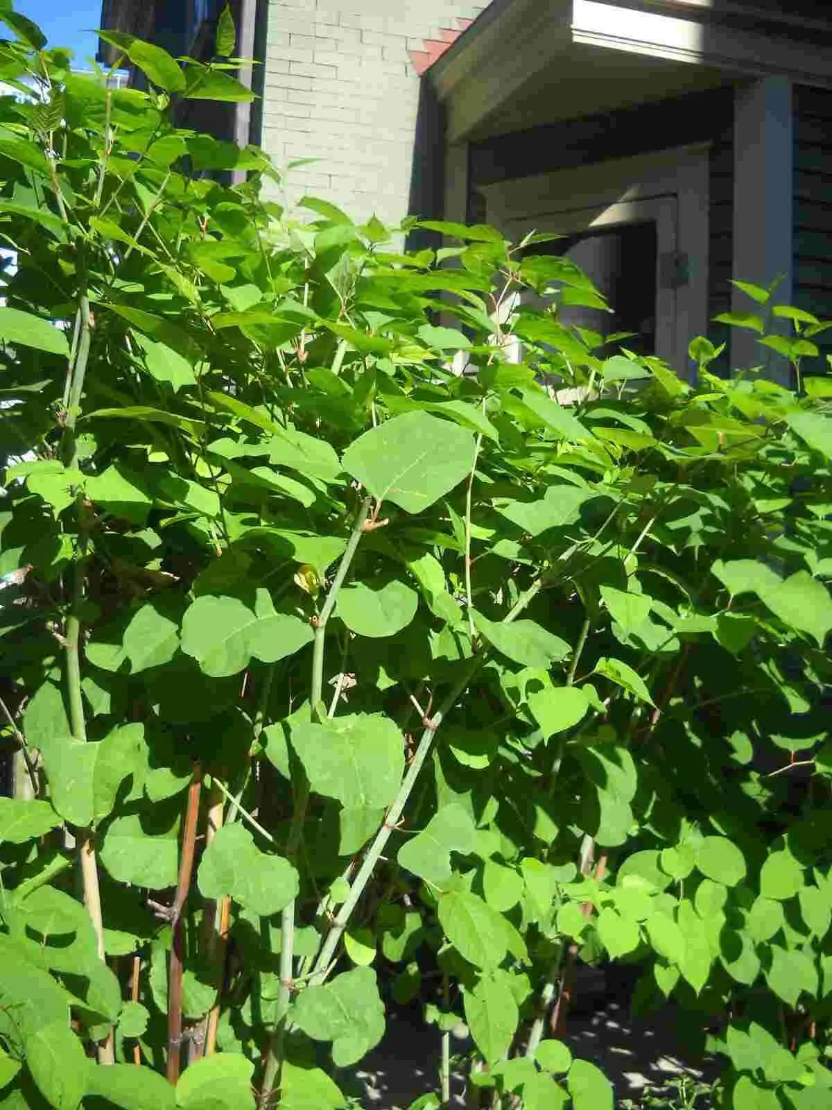 Japanese knotweed identification is essential to ascertain whether it poses a risk to your property or your neighbours land
