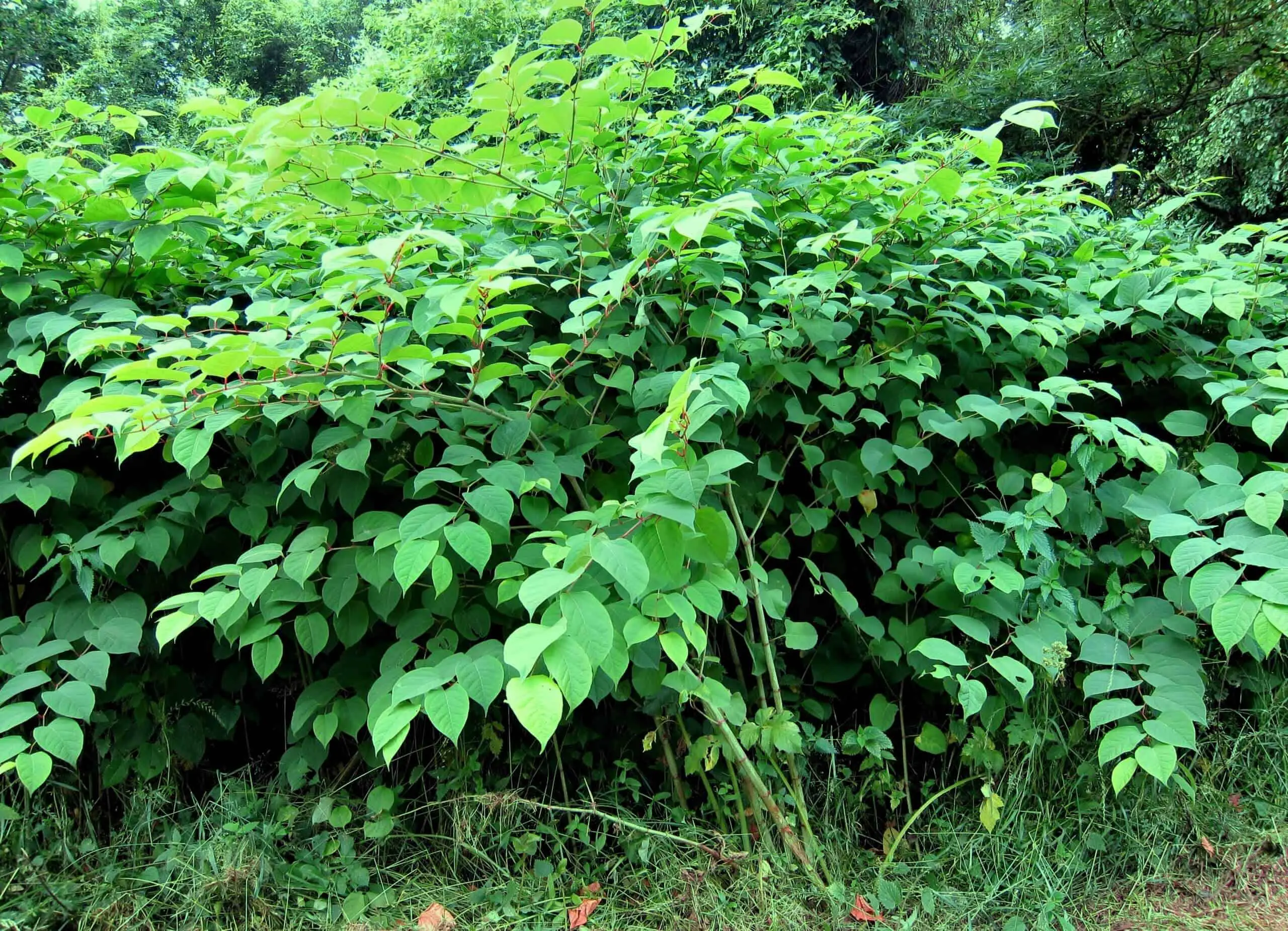 Japanese knotweed identification to be better informed in deciding what course of action to take scaled
