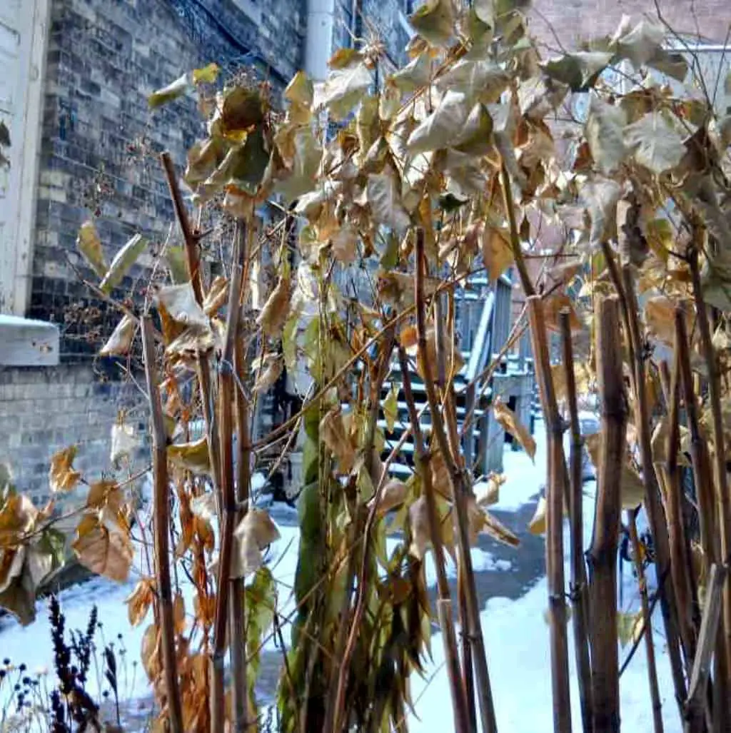Identifying Japanese knotweed in winter is noticeably harder