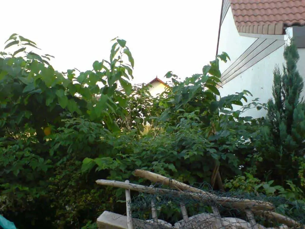 Japanese knotweed in your garden can come to dominate both space and light if not treated