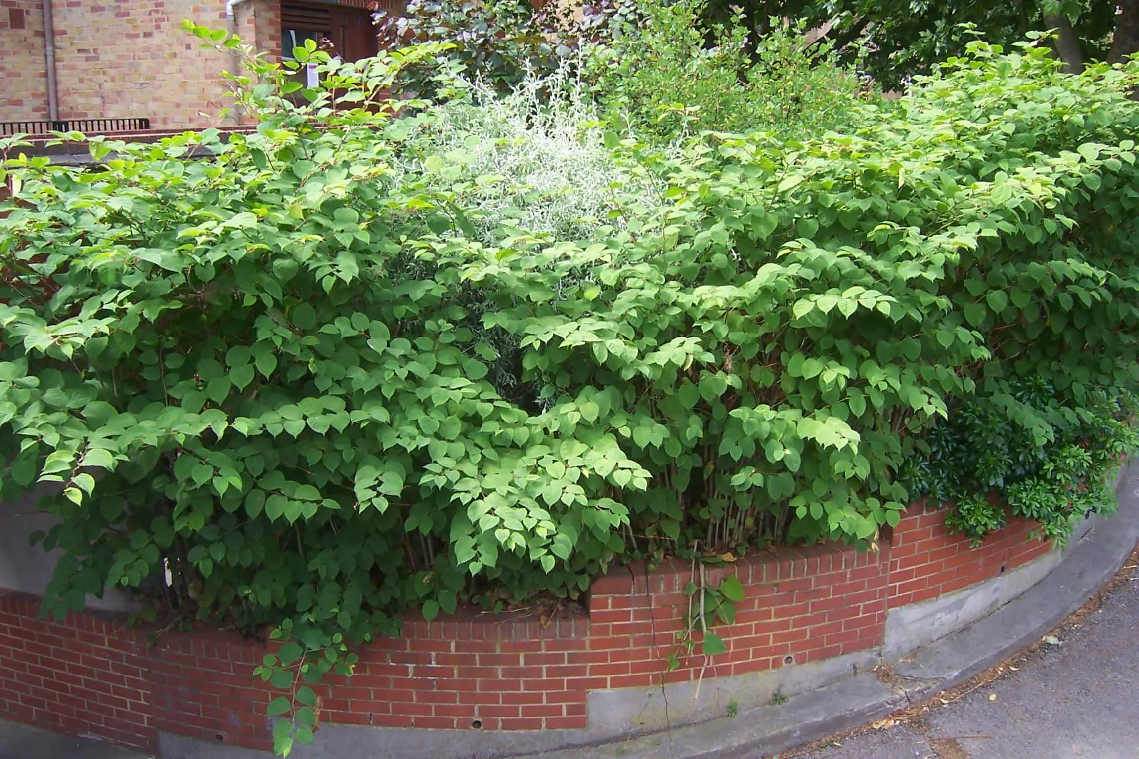 Identify Japanese knotweed plant in your garden can literally take over the whole of it in a short space of time and kill off all other plants